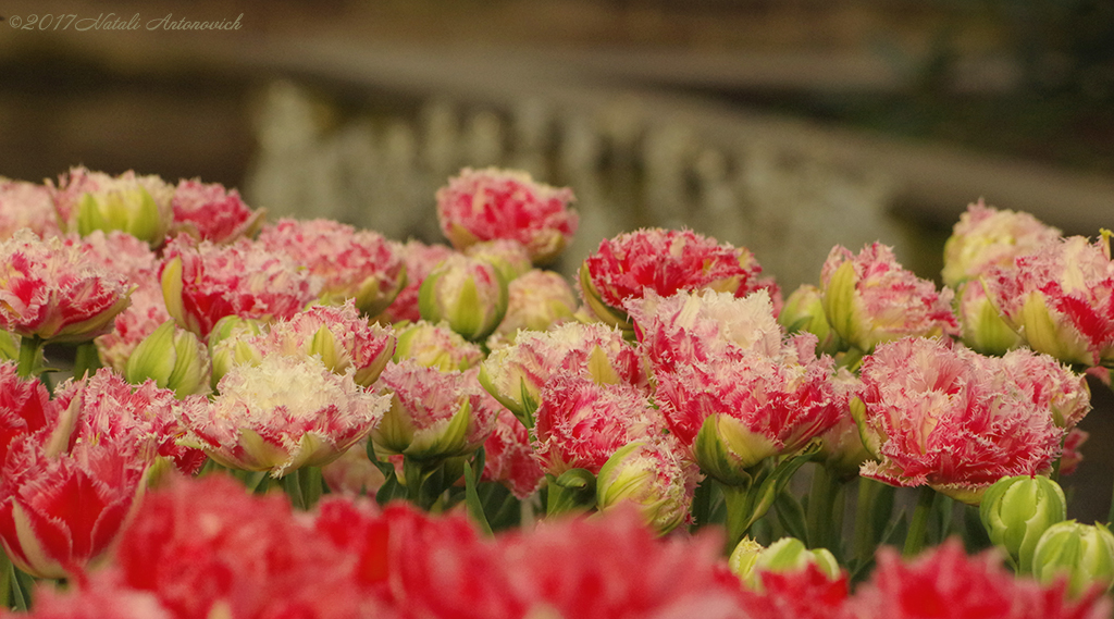 Album "Bild ohne Titel" | Fotografiebild "Blumen" von Natali Antonovich im Sammlung/Foto Lager.