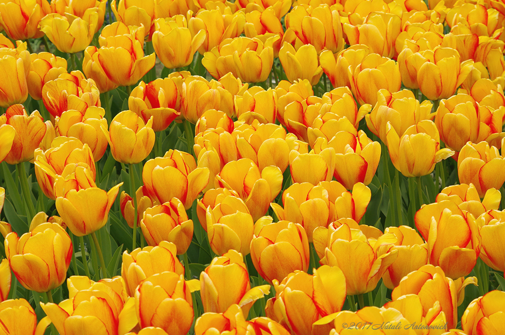 Album "Afbeelding zonder titel" | Fotografie afbeelding "Bloemen" door Natali Antonovich in Archief/Foto Voorraad.