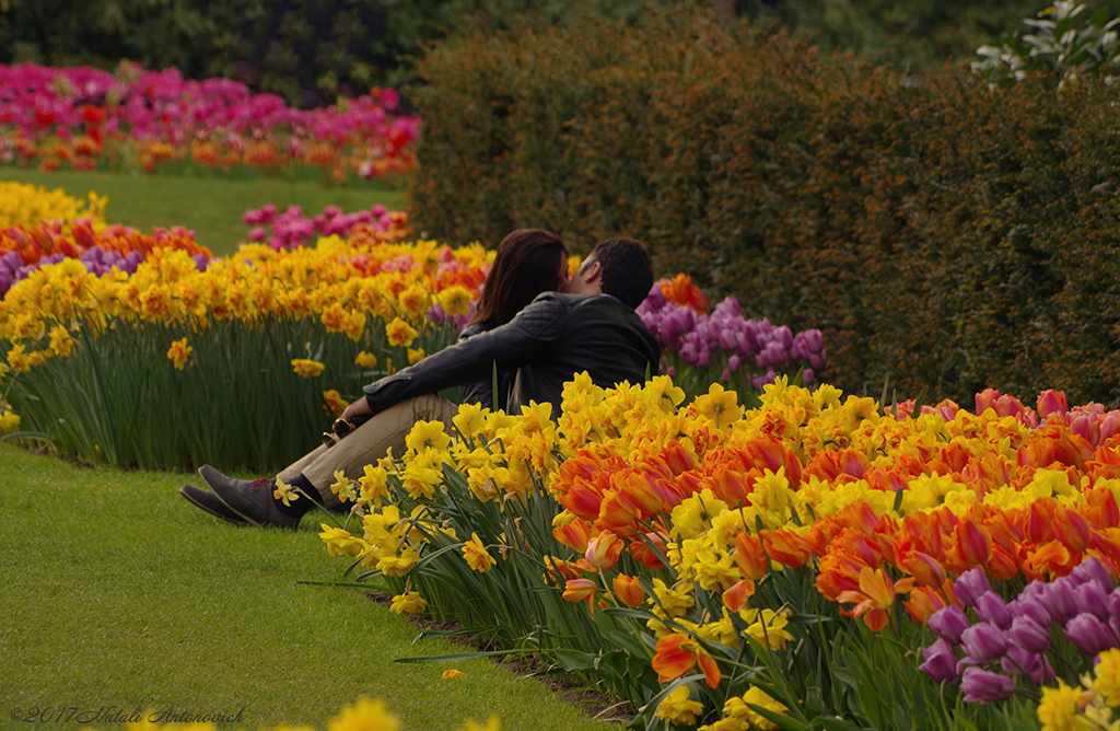 Album "Afbeelding zonder titel" | Fotografie afbeelding "Bloemen" door Natali Antonovich in Archief/Foto Voorraad.