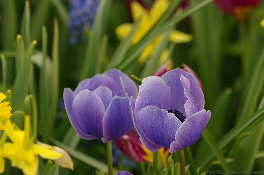 Album "Bild ohne Titel" | Fotografiebild "Blumen" von Natali Antonovich im Sammlung/Foto Lager.