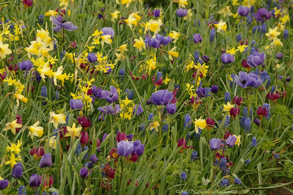 Album "Image sans titre" | Image de photographie "Fleurs" de Natali Antonovich en photostock.