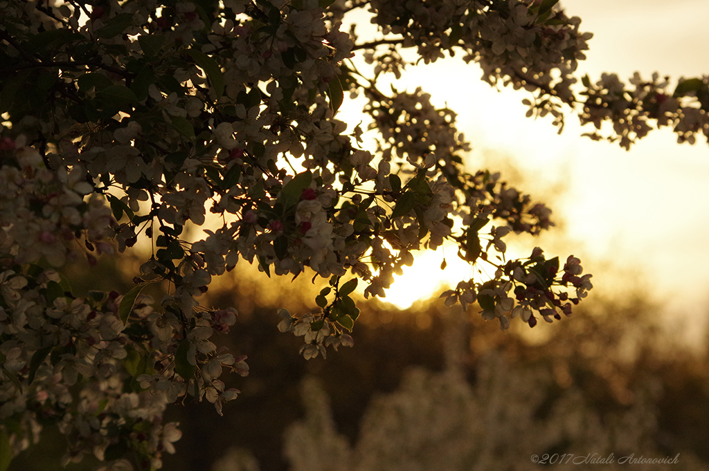 Photography image "Image without title" by Natali Antonovich | Photostock.