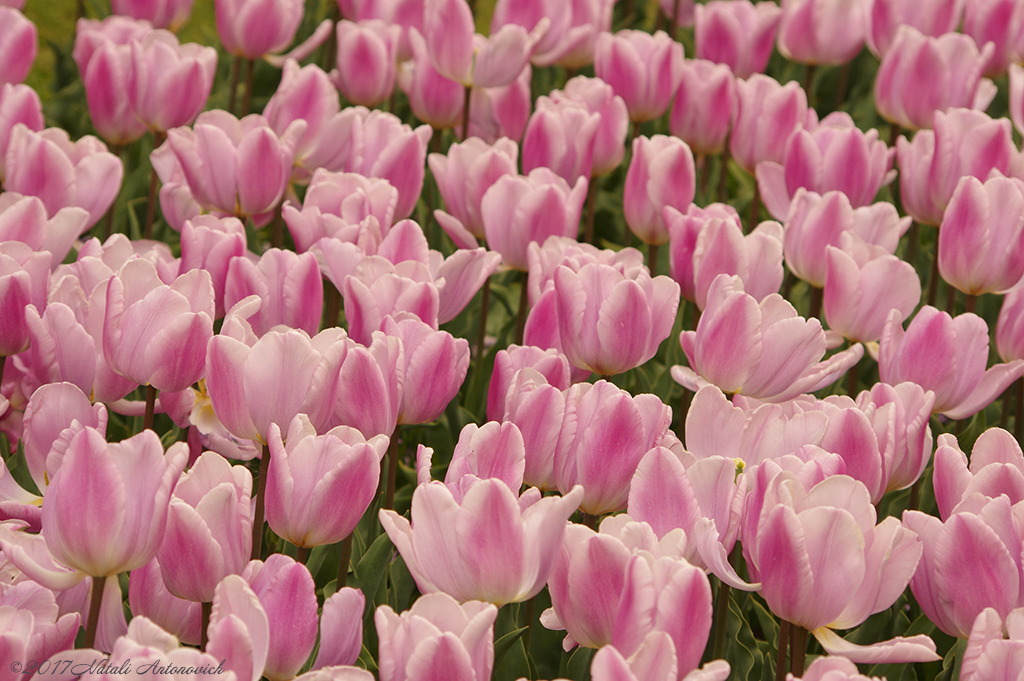 Album "Bild ohne Titel" | Fotografiebild "Blumen" von Natali Antonovich im Sammlung/Foto Lager.