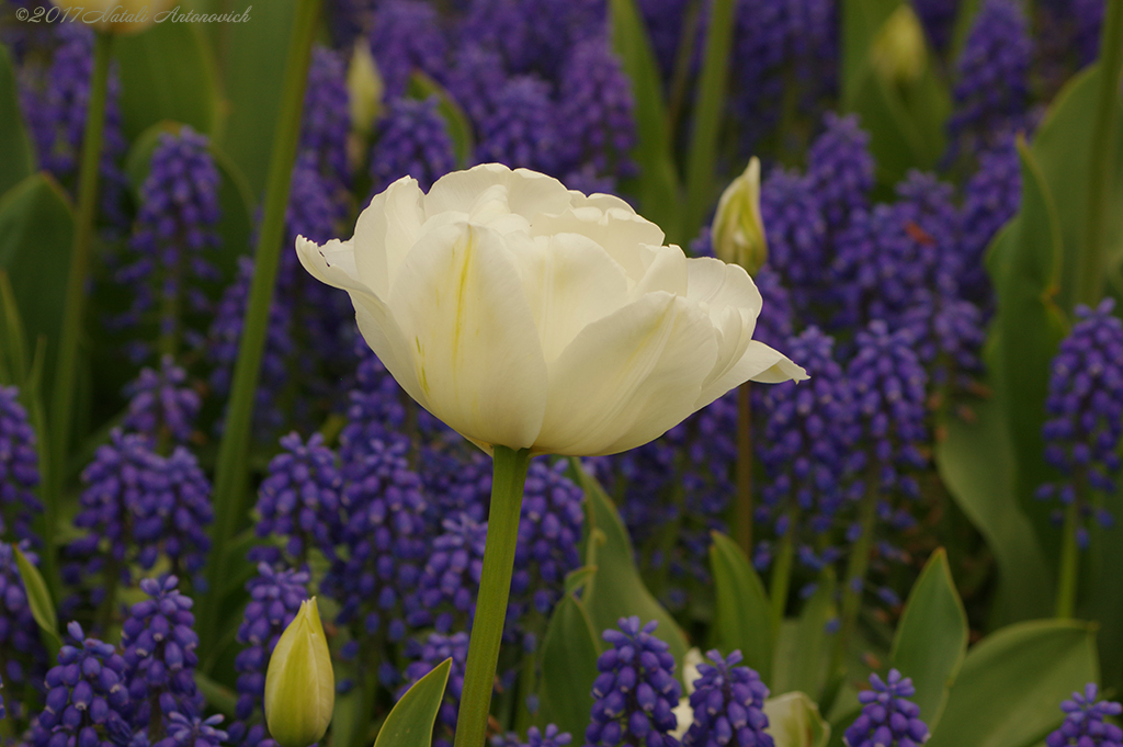 Album "Afbeelding zonder titel" | Fotografie afbeelding "Bloemen" door Natali Antonovich in Archief/Foto Voorraad.