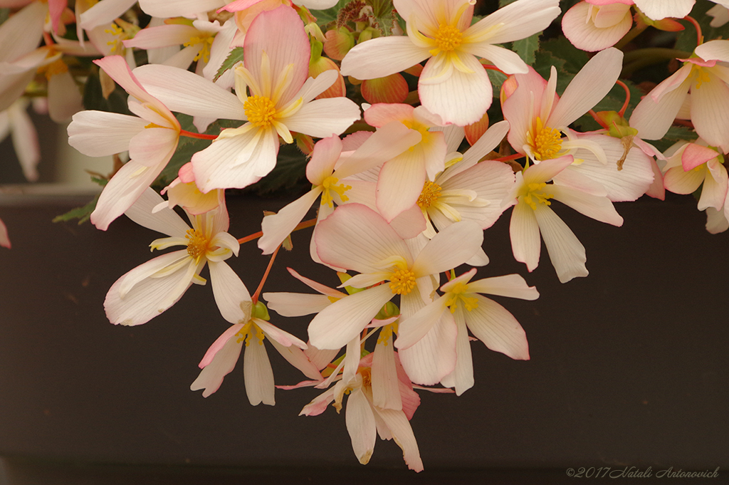 Album "Afbeelding zonder titel" | Fotografie afbeelding "Lente" door Natali Antonovich in Archief/Foto Voorraad.