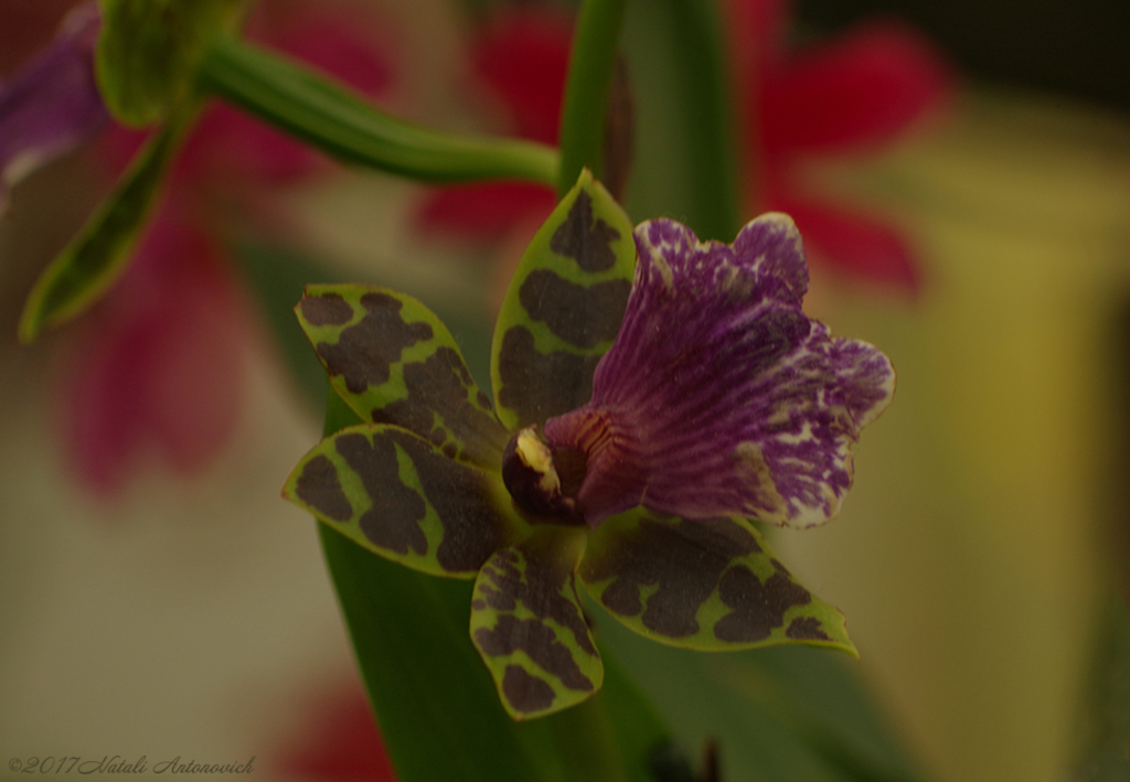 Album "Afbeelding zonder titel" | Fotografie afbeelding "Orchideeën" door Natali Antonovich in Archief/Foto Voorraad.