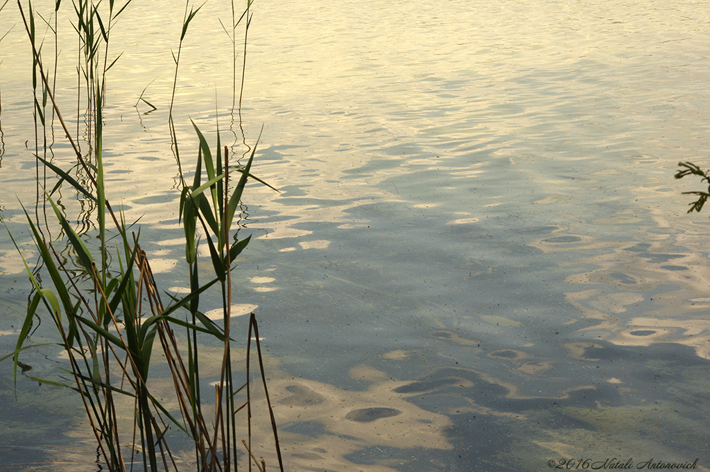 Album "Image sans titre" | Image de photographie "Water Gravitation" de Natali Antonovich en photostock.