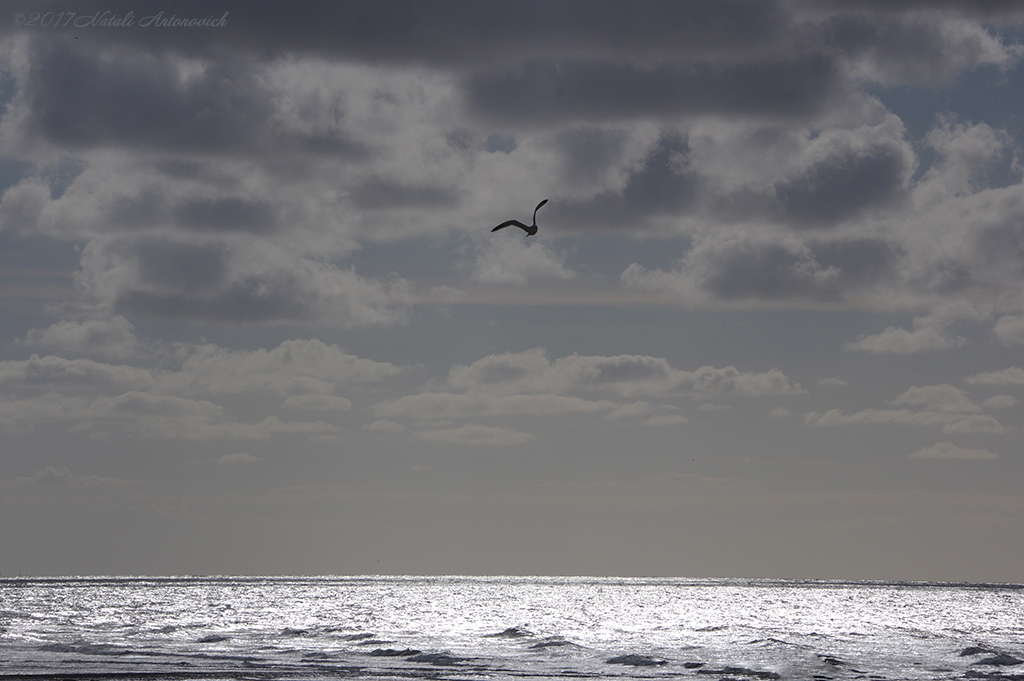 Album "Image sans titre" | Image de photographie "Des oiseaux" de Natali Antonovich en photostock.