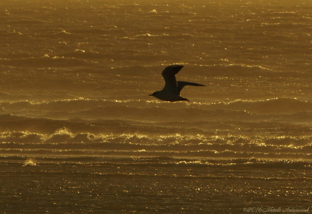 Album  "Image without title" | Photography image "Birds" by Natali Antonovich in Photostock.