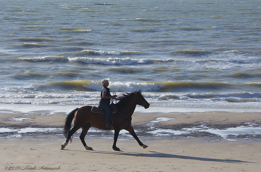 Album  "Image without title" | Photography image "Belgian Coast" by Natali Antonovich in Photostock.