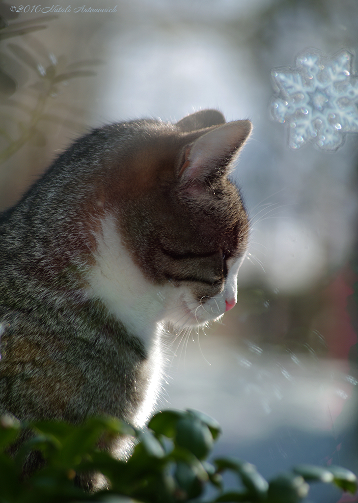 Album "Image sans titre" | Image de photographie "Hiver. Vacances de Noël" de Natali Antonovich en photostock.