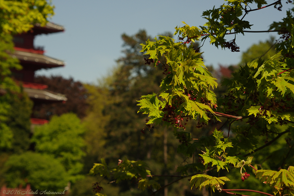 Album  "Image without title" | Photography image " Spring" by Natali Antonovich in Photostock.