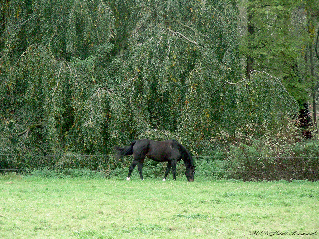 Album  "Image without title" | Photography image "Belgium" by Natali Antonovich in Photostock.