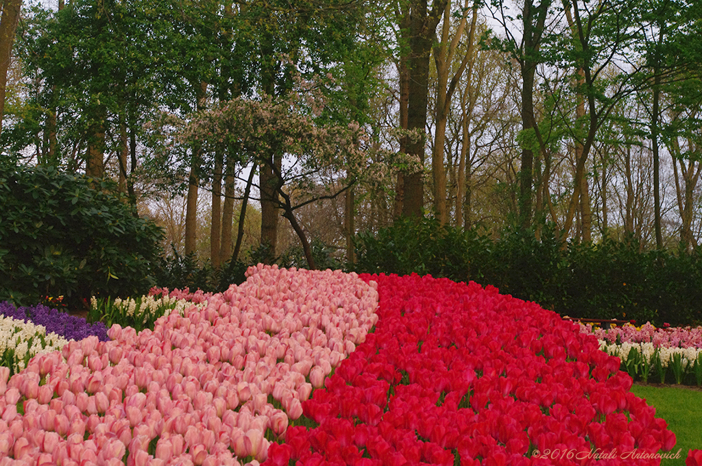 Album "Image sans titre" | Image de photographie "Fleurs" de Natali Antonovich en photostock.