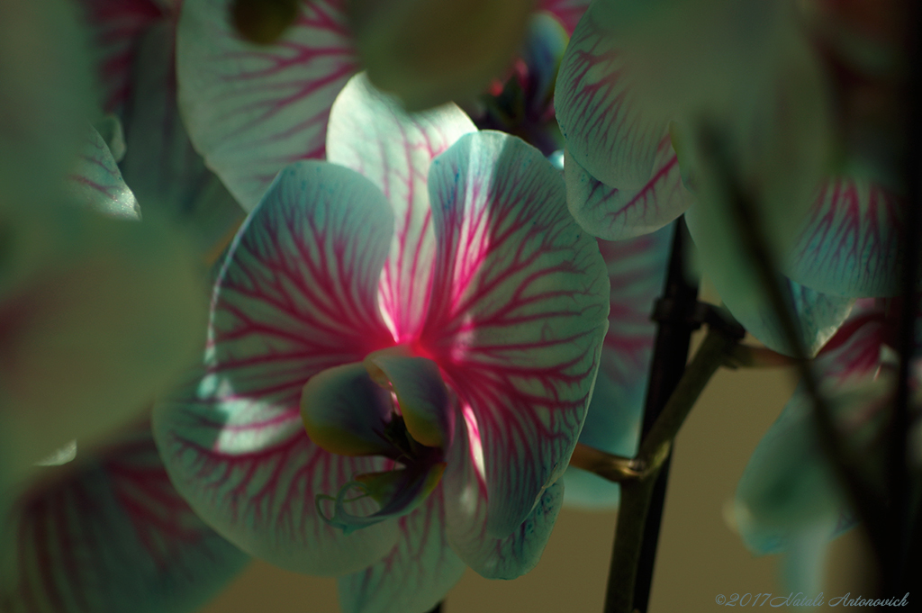 Album  "Image without title" | Photography image "Orchids" by Natali Antonovich in Photostock.