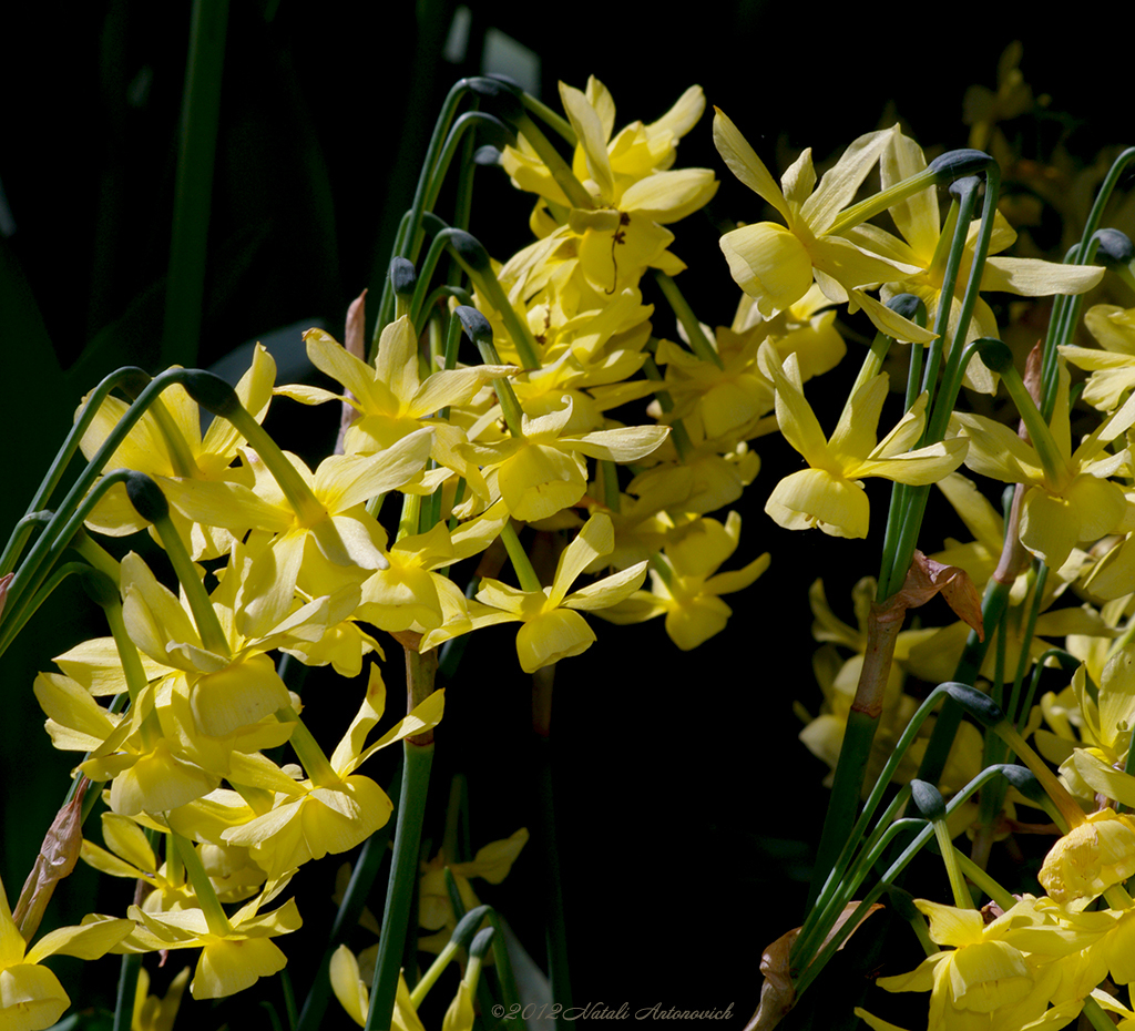 Album "Bild ohne Titel" | Fotografiebild "Blumen" von Natali Antonovich im Sammlung/Foto Lager.