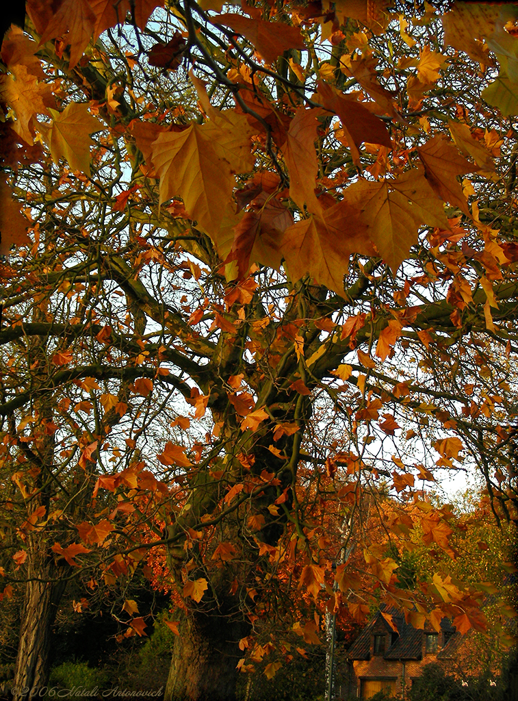 Album "Bild ohne Titel" | Fotografiebild "Herbst" von Natali Antonovich im Sammlung/Foto Lager.