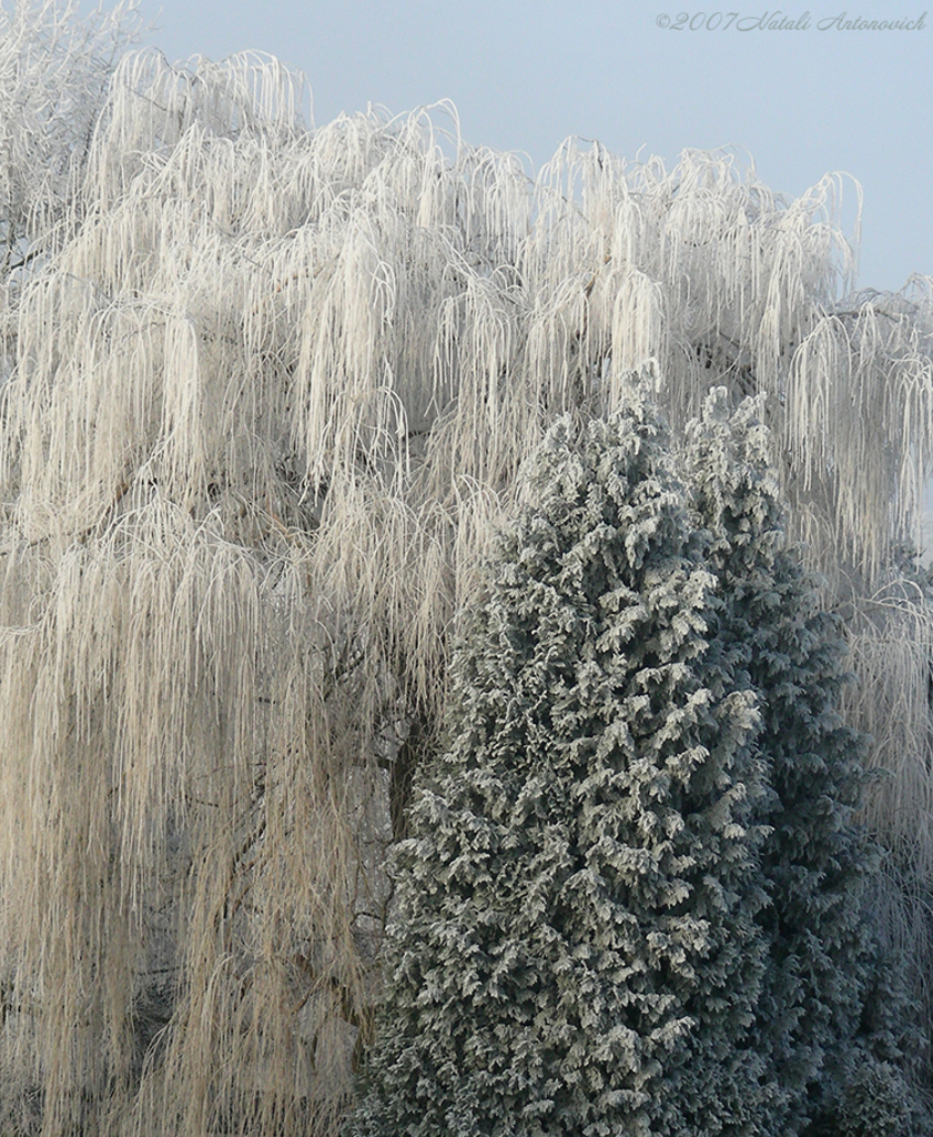 Album "Afbeelding zonder titel" | Fotografie afbeelding "Winter. Kerstvakantie" door Natali Antonovich in Archief/Foto Voorraad.