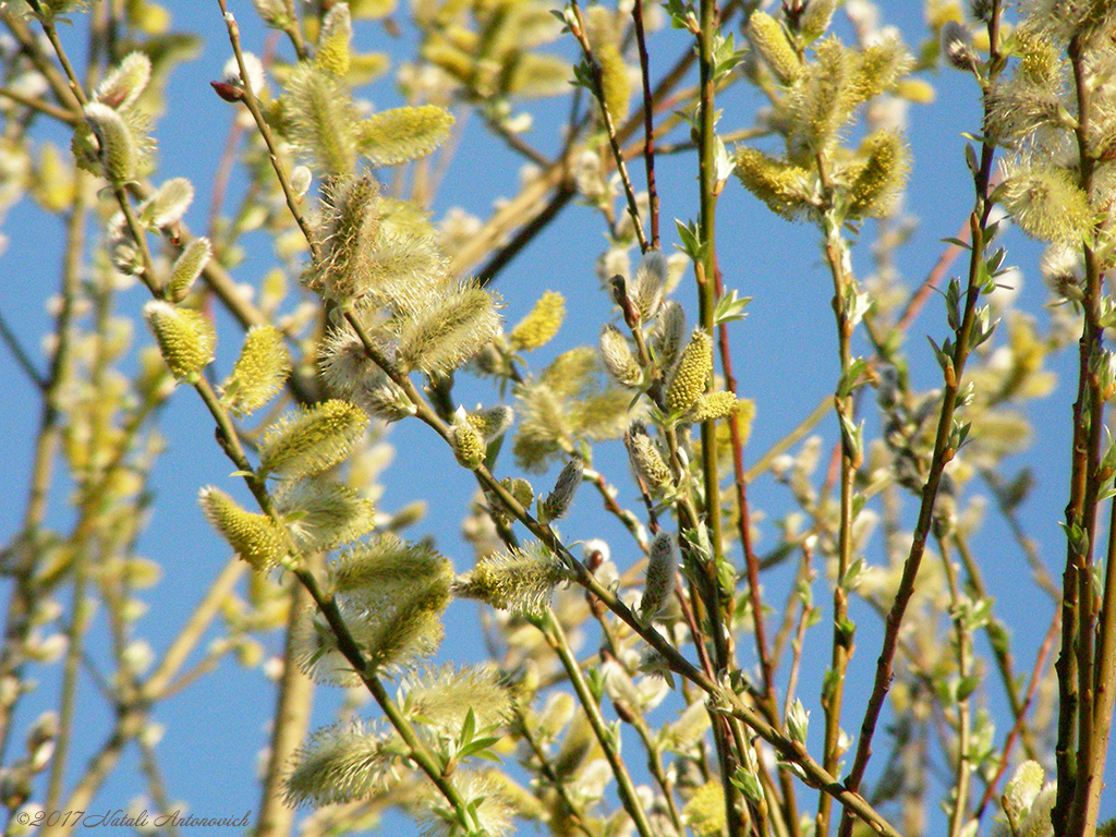 Album "Image sans titre" | Image de photographie "Printemps" de Natali Antonovich en photostock.