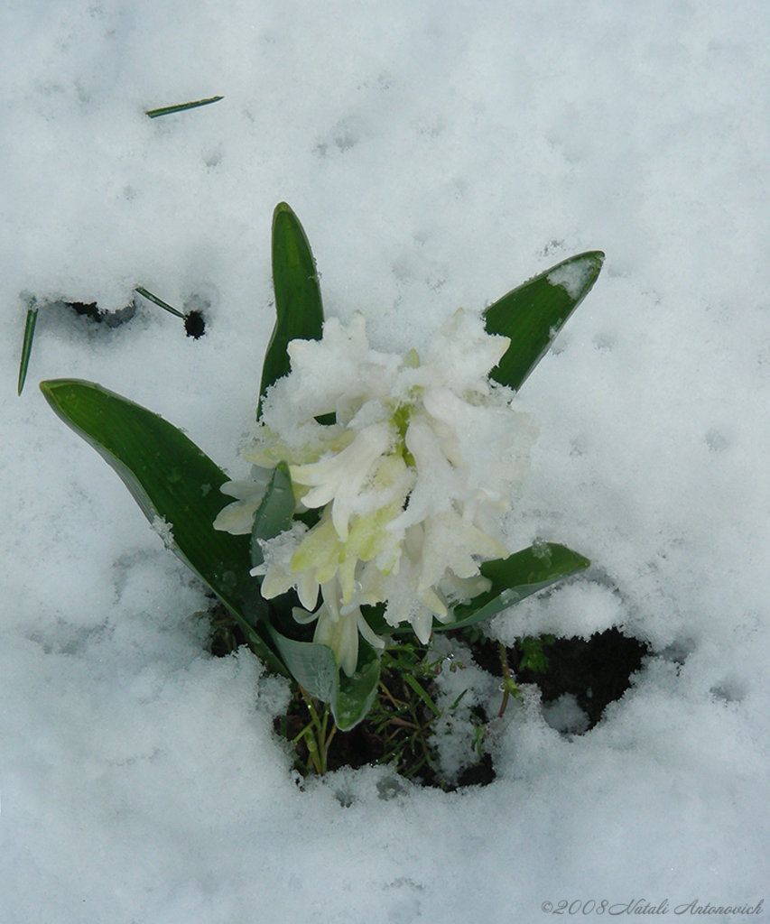 Album "Image sans titre" | Image de photographie "Fleurs" de Natali Antonovich en photostock.