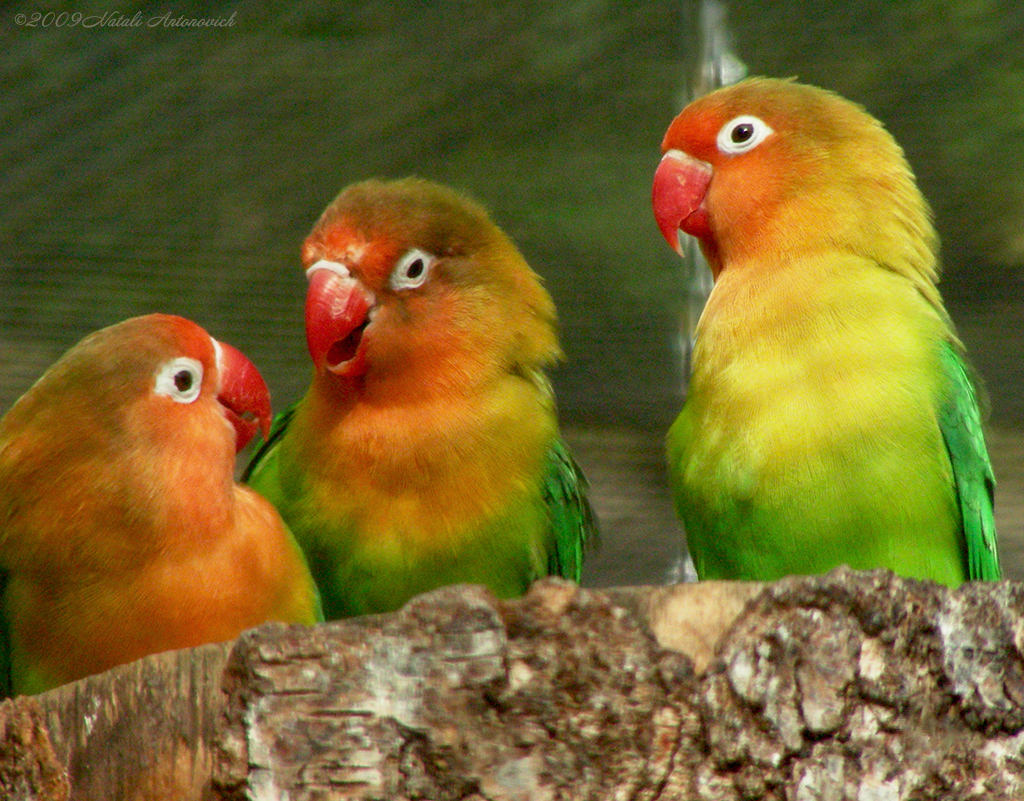 Album "Image sans titre" | Image de photographie "Des oiseaux" de Natali Antonovich en photostock.