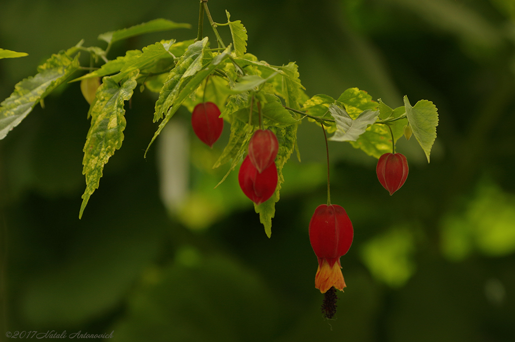 Album "Bild ohne Titel" | Fotografiebild "Blumen" von Natali Antonovich im Sammlung/Foto Lager.