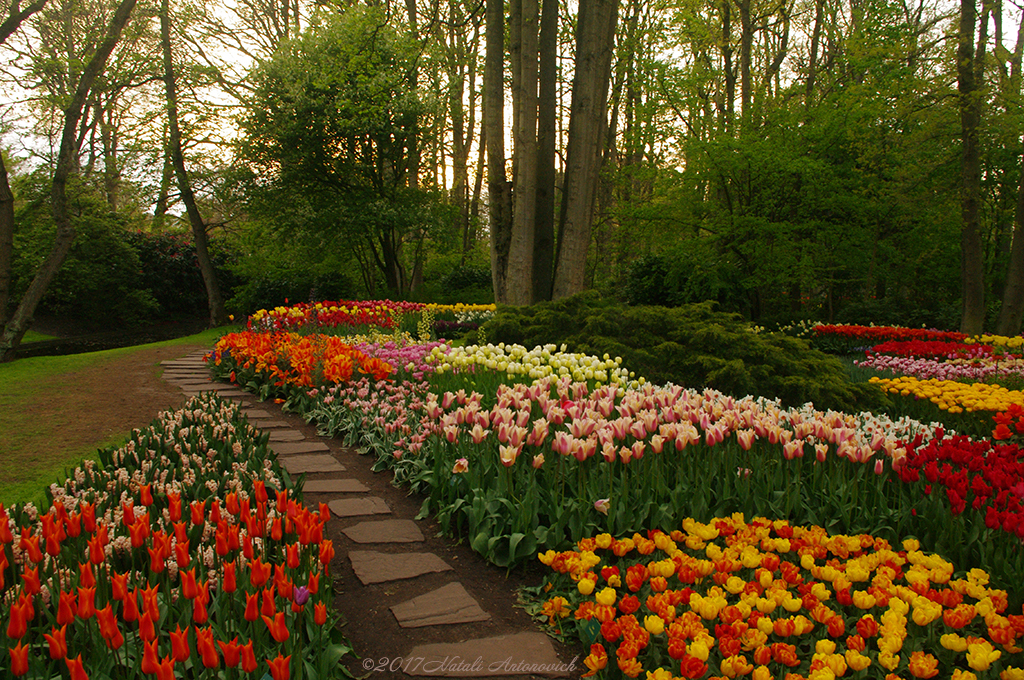 Album "Bild ohne Titel" | Fotografiebild "Blumen" von Natali Antonovich im Sammlung/Foto Lager.