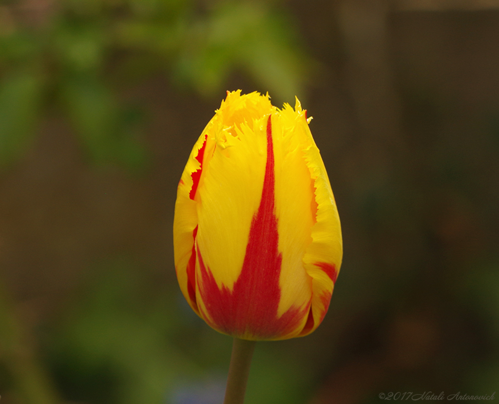 Album "Image sans titre" | Image de photographie "Fleurs" de Natali Antonovich en photostock.