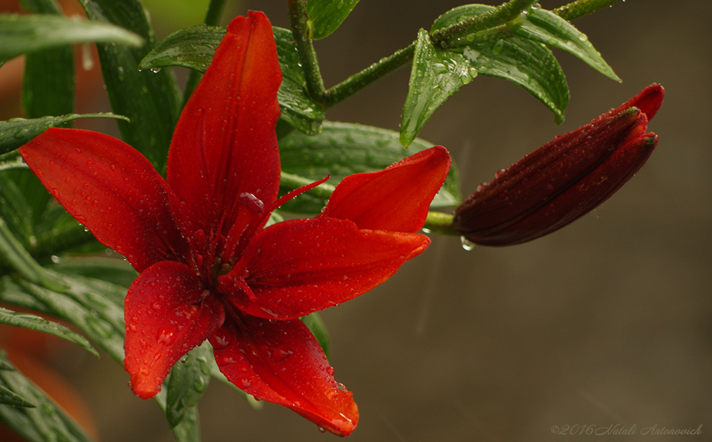 Album "Image sans titre" | Image de photographie "Fleurs" de Natali Antonovich en photostock.