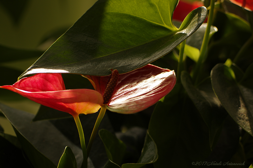 Album "Bild ohne Titel" | Fotografiebild "Blumen" von Natali Antonovich im Sammlung/Foto Lager.