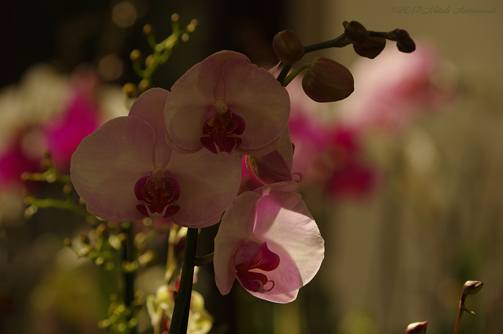 Album "Afbeelding zonder titel" | Fotografie afbeelding "Orchideeën" door Natali Antonovich in Archief/Foto Voorraad.