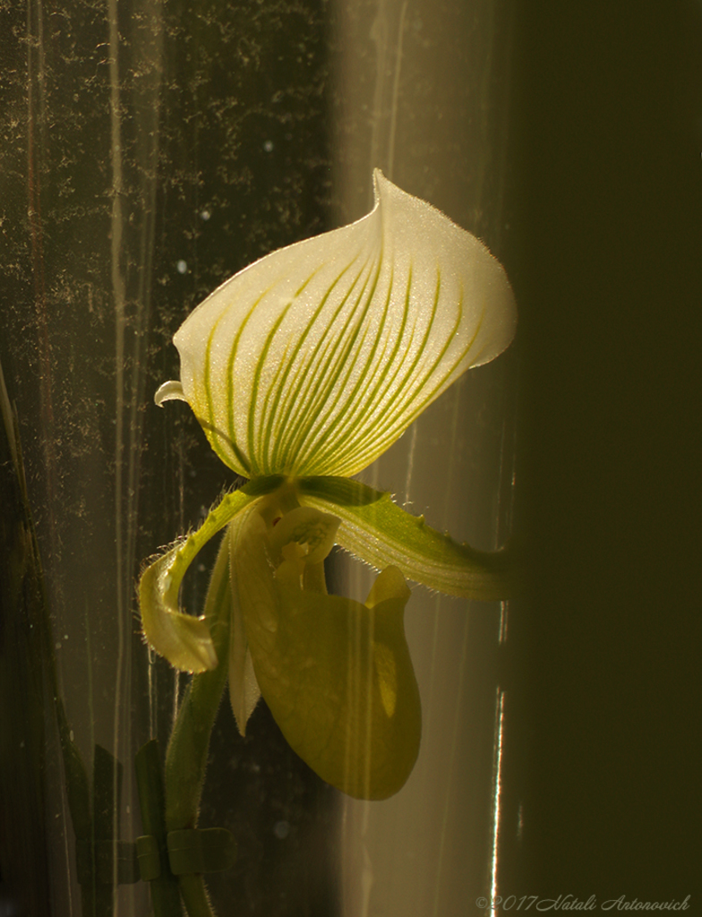 Album "Bild ohne Titel" | Fotografiebild "Orchideen" von Natali Antonovich im Sammlung/Foto Lager.