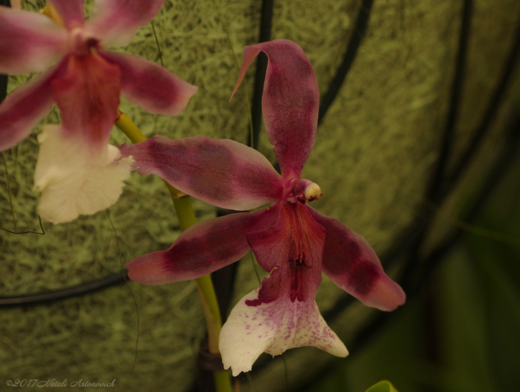 Album "Afbeelding zonder titel" | Fotografie afbeelding "Orchideeën" door Natali Antonovich in Archief/Foto Voorraad.