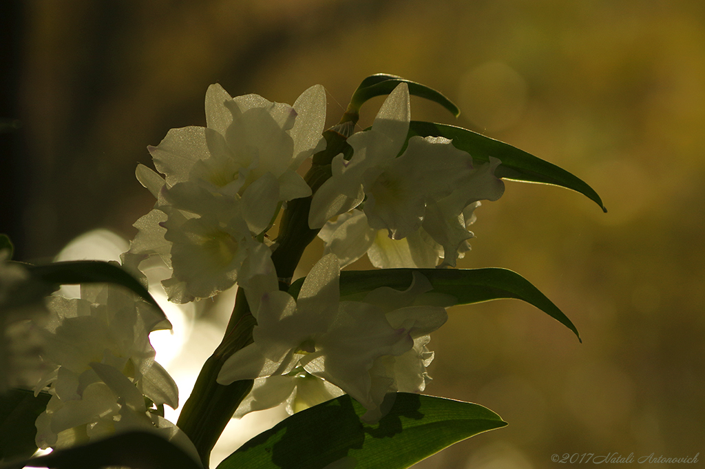 Album "Image sans titre" | Image de photographie "Fleurs" de Natali Antonovich en photostock.