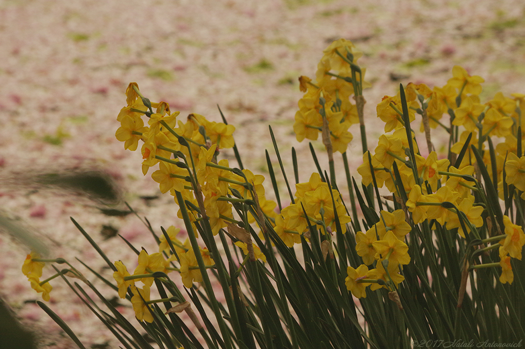 Album "Image sans titre" | Image de photographie "Fleurs" de Natali Antonovich en photostock.