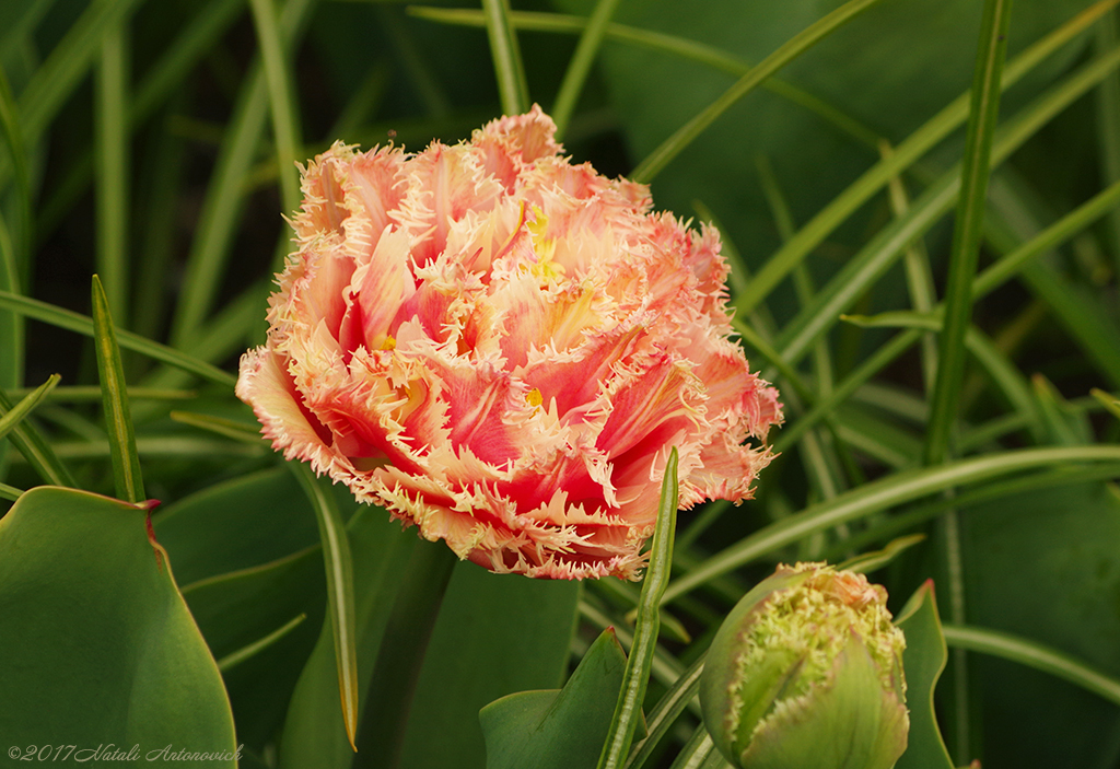 Album  "Image without title" | Photography image "Flowers" by Natali Antonovich in Photostock.