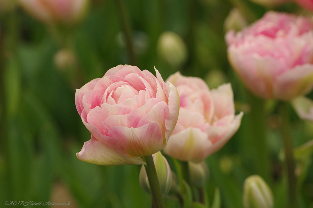 Album "Image sans titre" | Image de photographie "Printemps" de Natali Antonovich en photostock.