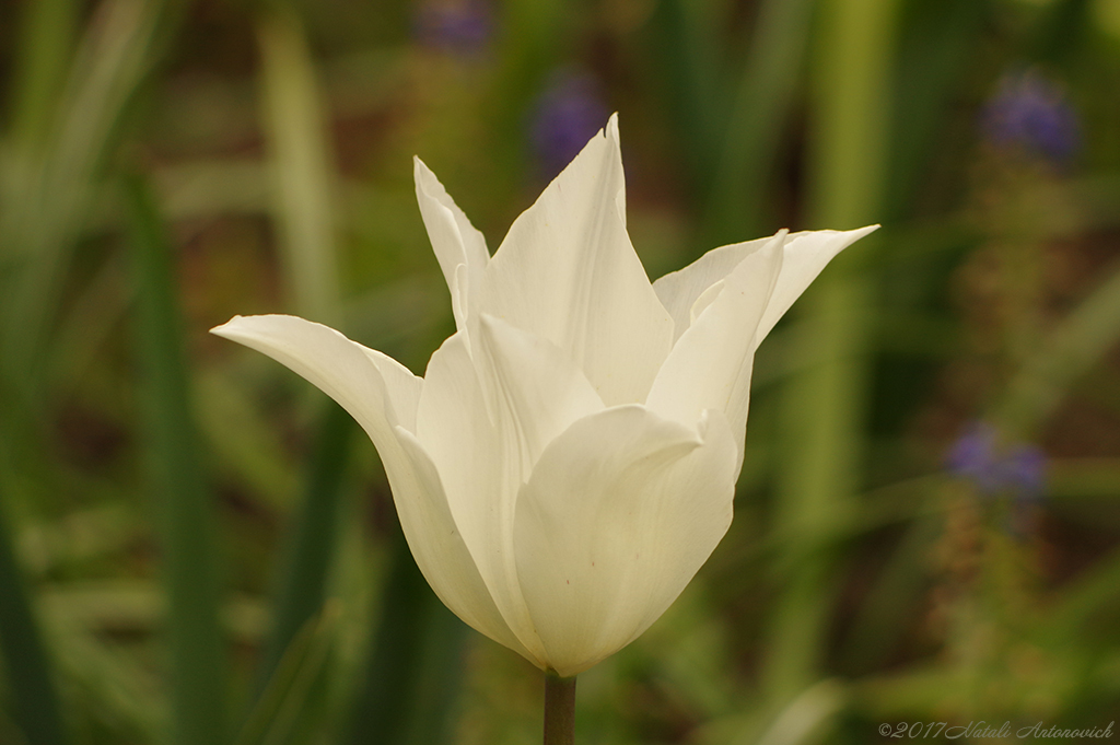 Album  "Image without title" | Photography image " Spring" by Natali Antonovich in Photostock.