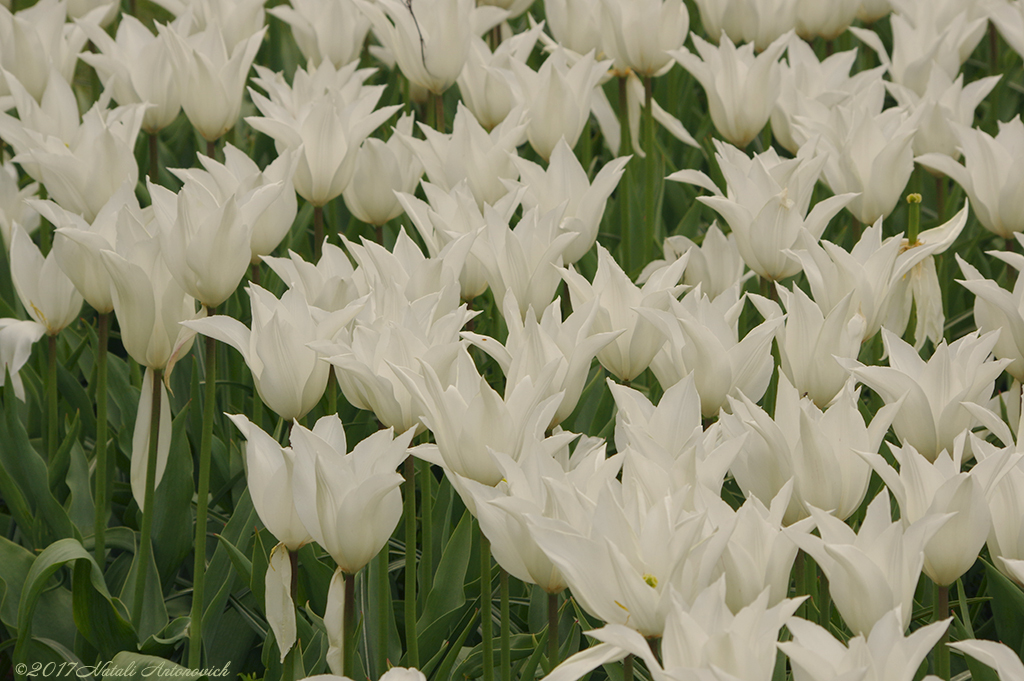 Album "Image sans titre" | Image de photographie "Fleurs" de Natali Antonovich en photostock.