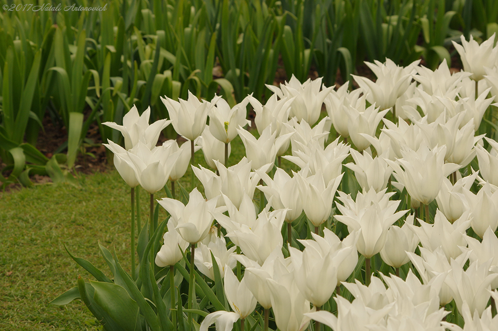 Album "Image sans titre" | Image de photographie "Fleurs" de Natali Antonovich en photostock.