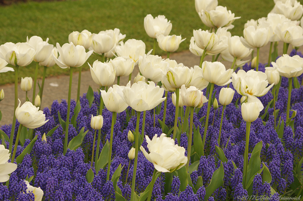 Album "Image sans titre" | Image de photographie "Fleurs" de Natali Antonovich en photostock.