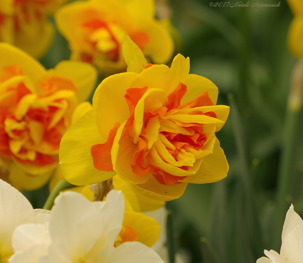 Album "Afbeelding zonder titel" | Fotografie afbeelding "Lente" door Natali Antonovich in Archief/Foto Voorraad.