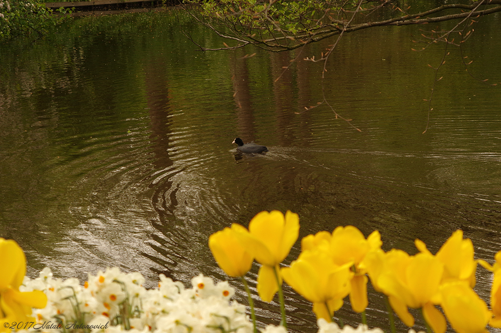 Album  "Image without title" | Photography image " Spring" by Natali Antonovich in Photostock.