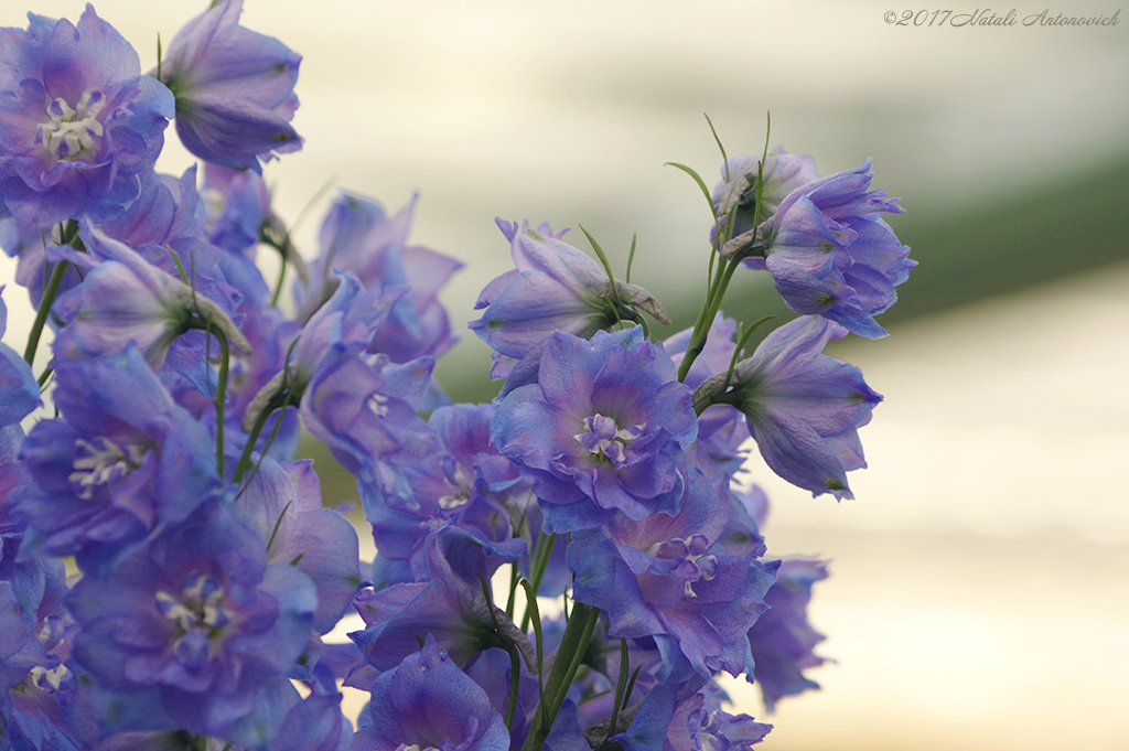 Album "Bild ohne Titel" | Fotografiebild "Blumen" von Natali Antonovich im Sammlung/Foto Lager.