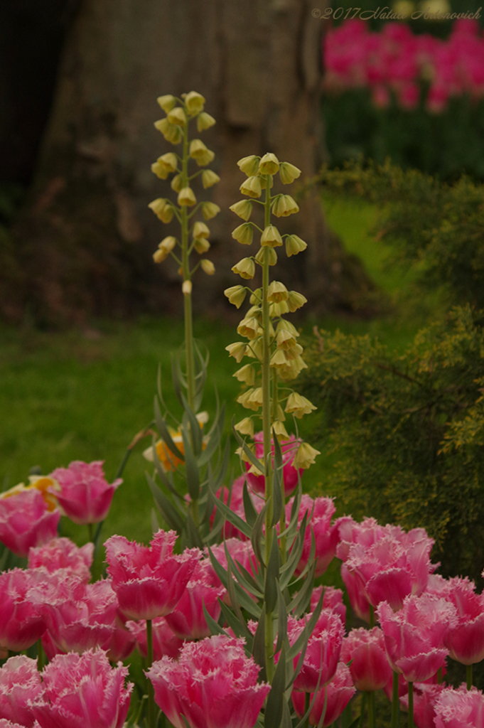 Album "Bild ohne Titel" | Fotografiebild "Blumen" von Natali Antonovich im Sammlung/Foto Lager.