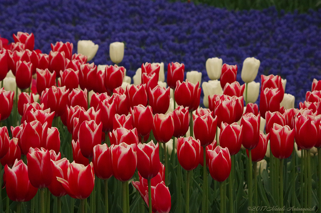 Album "Bild ohne Titel" | Fotografiebild "Blumen" von Natali Antonovich im Sammlung/Foto Lager.