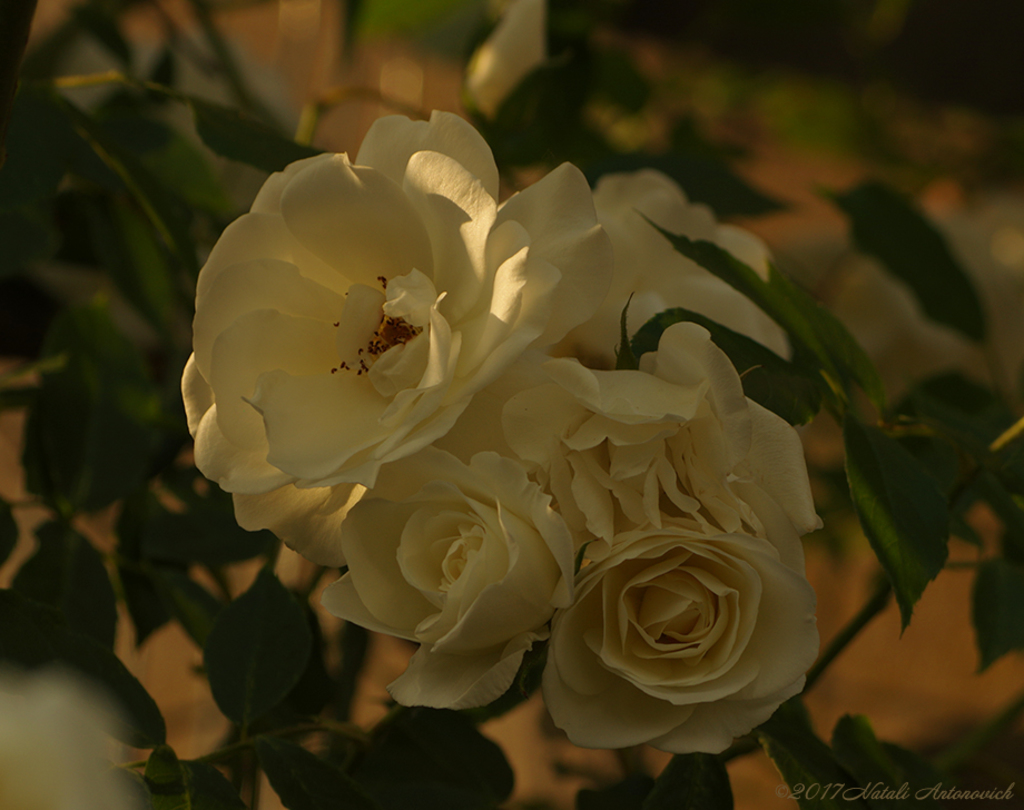 Album "Image sans titre" | Image de photographie "Fleurs" de Natali Antonovich en photostock.