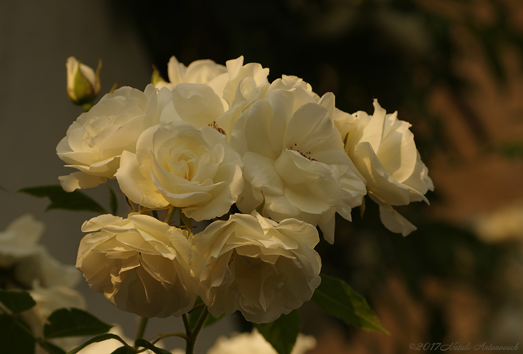 Album "Bild ohne Titel" | Fotografiebild "Blumen" von Natali Antonovich im Sammlung/Foto Lager.