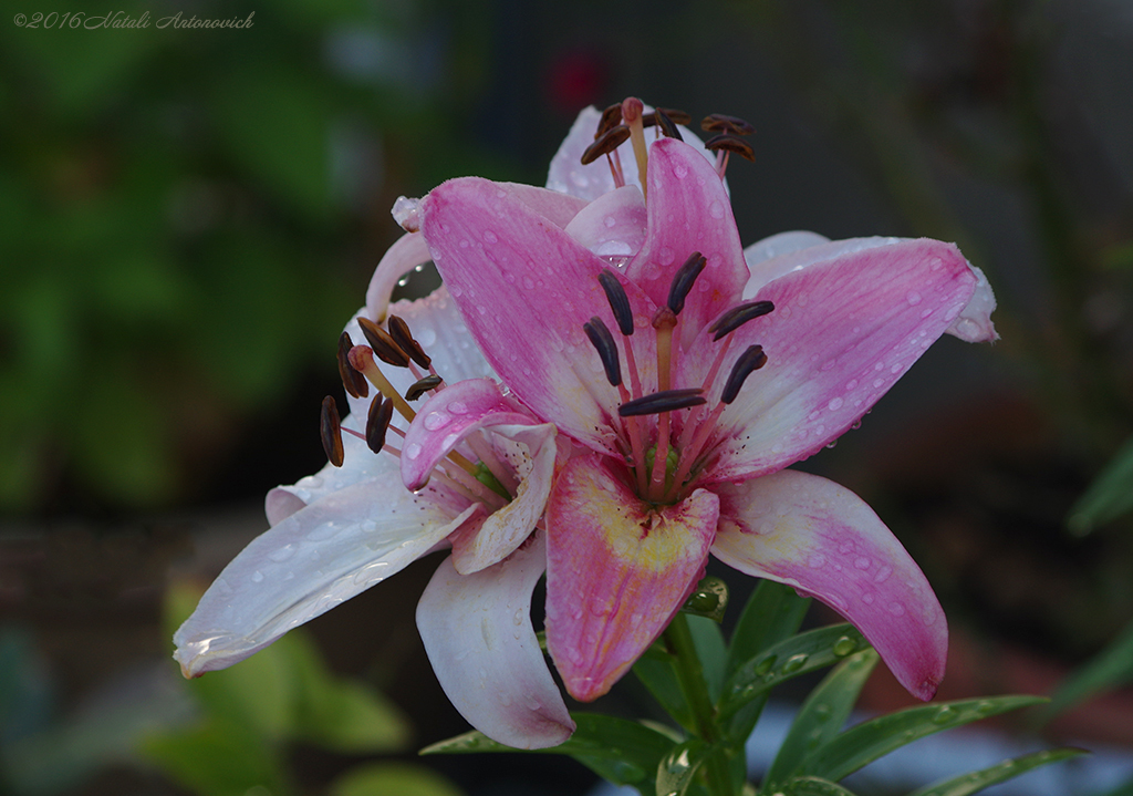 Album "Image sans titre" | Image de photographie "Fleurs" de Natali Antonovich en photostock.