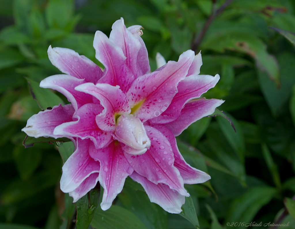 Album "Image sans titre" | Image de photographie "Fleurs" de Natali Antonovich en photostock.